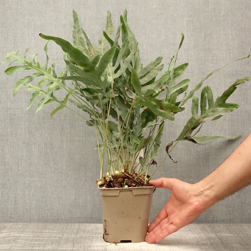 Exemplaar van Phlebodium pseudoaureum - Blauwvaren Pot van 2 l/3 l zoals geleverd in de zomer