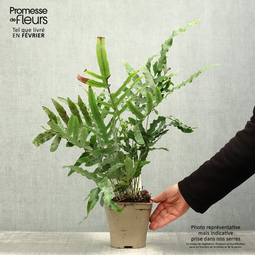 Exemplaar van Phlebodium pseudoaureum - Blauwvaren Pot van 2 l/3 l zoals geleverd in de winter