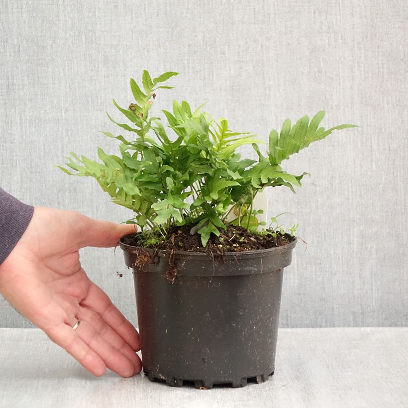 Exemplaar van Polypodium cambricum Whitley Giant - Gedronken eikvaren Pot van 2 l/3 l zoals geleverd in de herfst