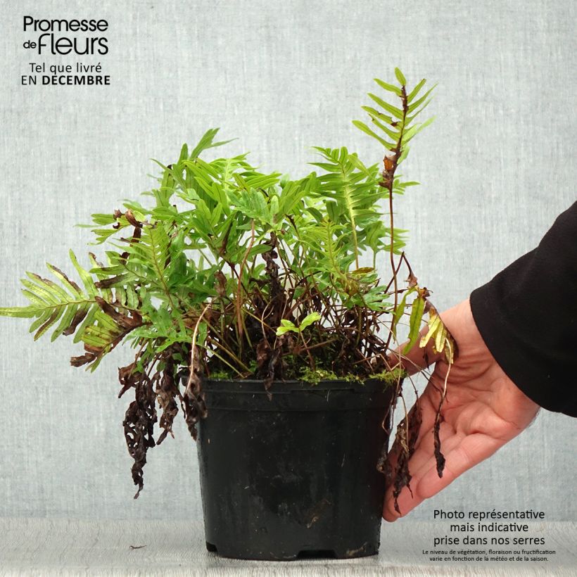 Example of Polypodium cambricum Whitley Giant - Gedronken eikvaren Pot van 2 l/3 l as you get in hiver