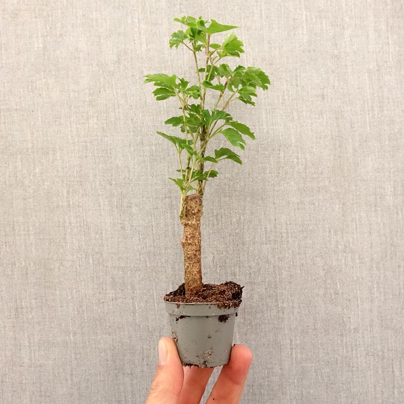 Example of Polyscias balfouriana Butterfly - Aralia Mini-plante as you get in printemps