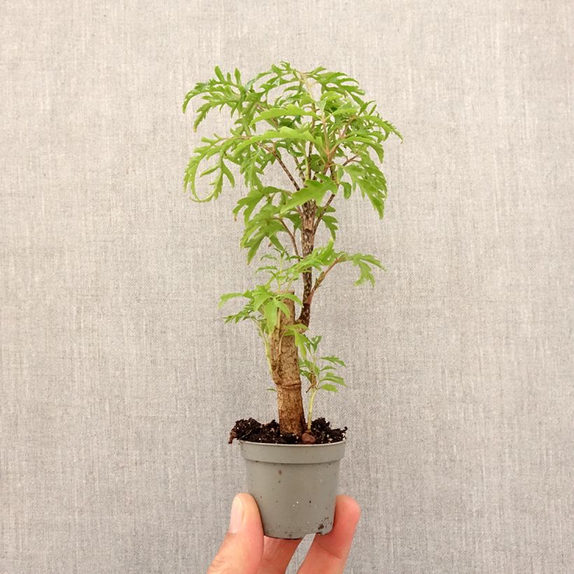 Example of Polyscias filicifolia - Faux-aralia à feuilles de fougère Mini-plante as you get in printemps