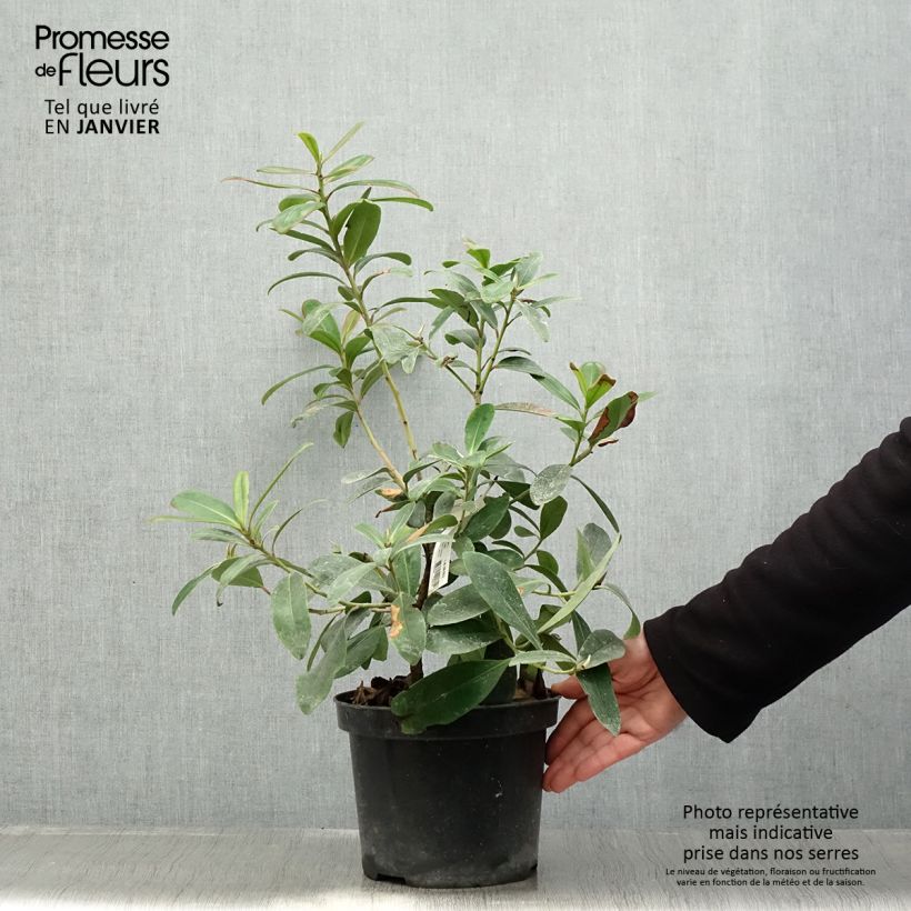 Example of Polyspora axillaris - Polyspora Pot van 3 l/4 l as you get in hiver
