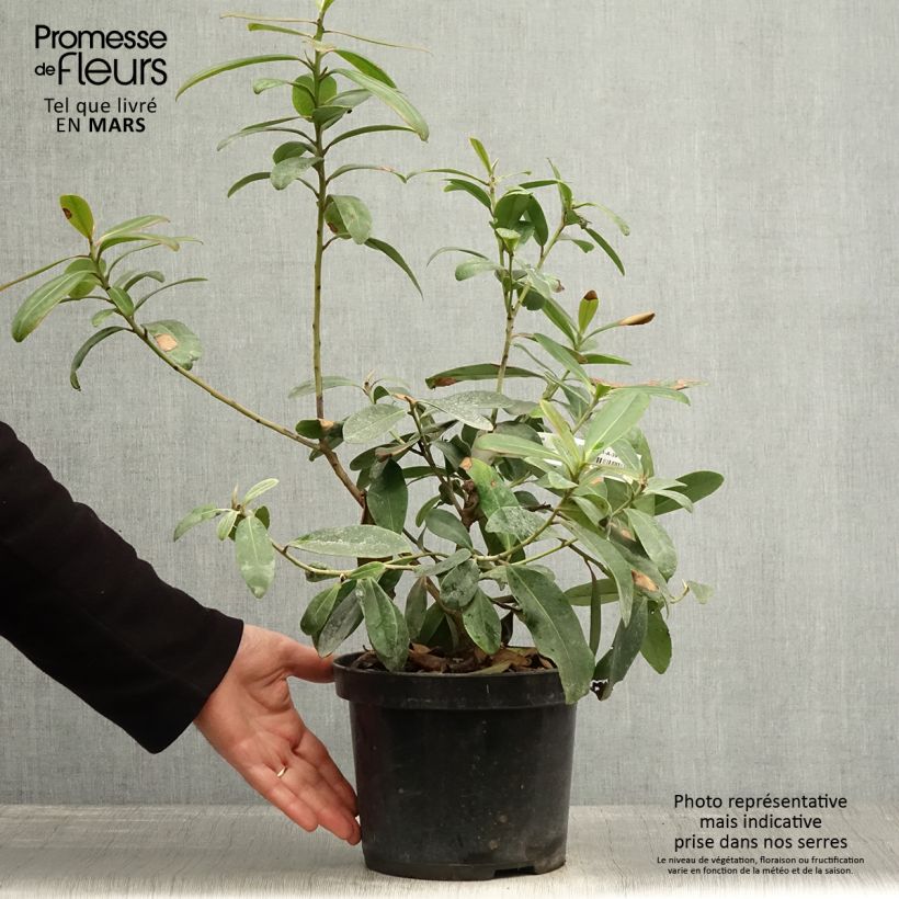 Exemplaar van Polyspora axillaris - Polyspora Pot van 3 l/4 l zoals geleverd in de lente