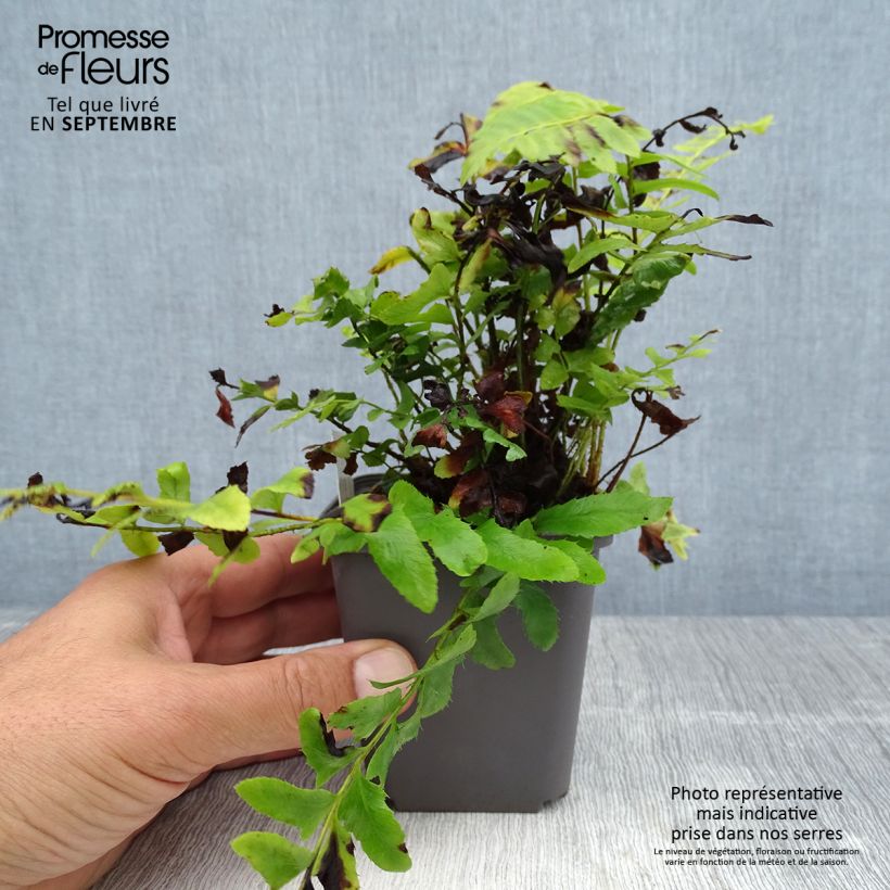 Exemplaar van Polystichum acrostichoides - Naaldvaren Kweekpotje van 8/9 cm zoals geleverd in de zomer