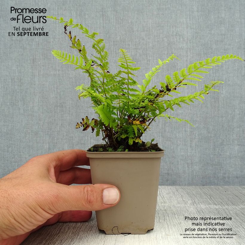 Exemplaar van Polystichum braunii - Brauns schildvaren Kweekpotje van 8/9 cm zoals geleverd in de zomer