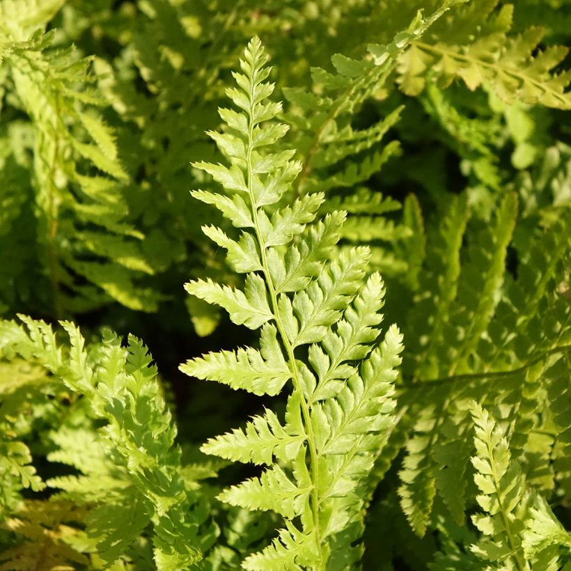 Polystichum braunii - Brauns schildvaren (Blad)