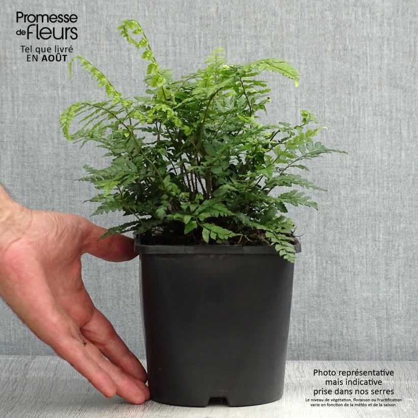 Exemplaar van Polystichum makinoi - Schildvaren Pot van 2 l/3 l zoals geleverd in de zomer