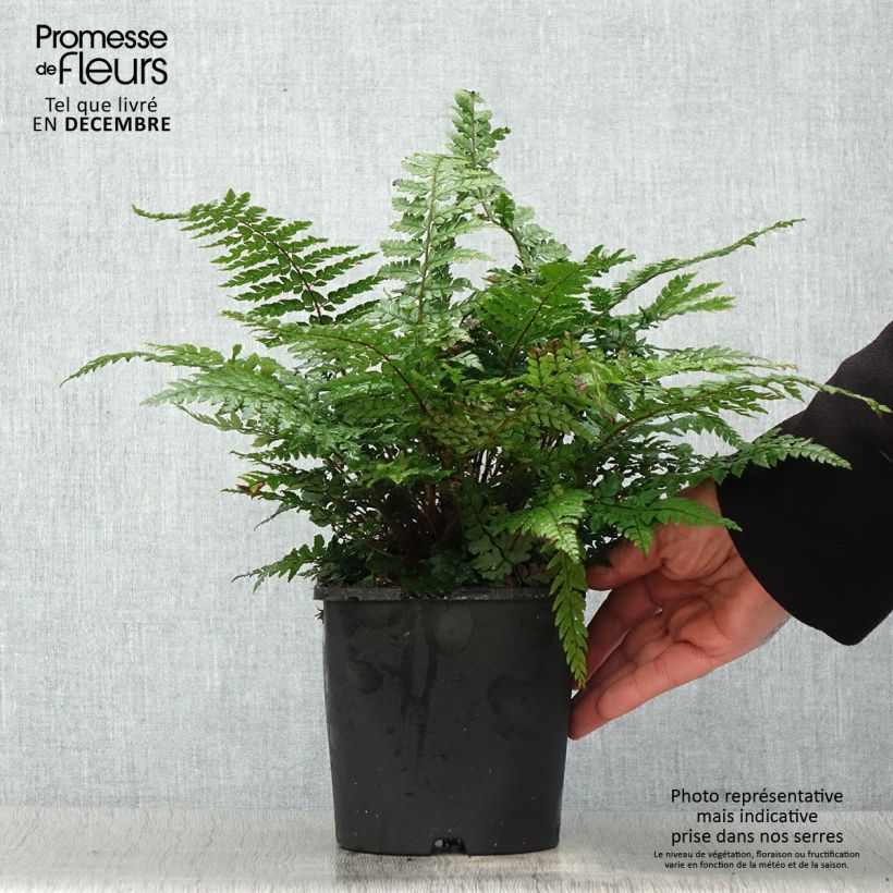 Example of Polystichum makinoi - Fougère persistante Pot van 2 l/3 l as you get in hiver