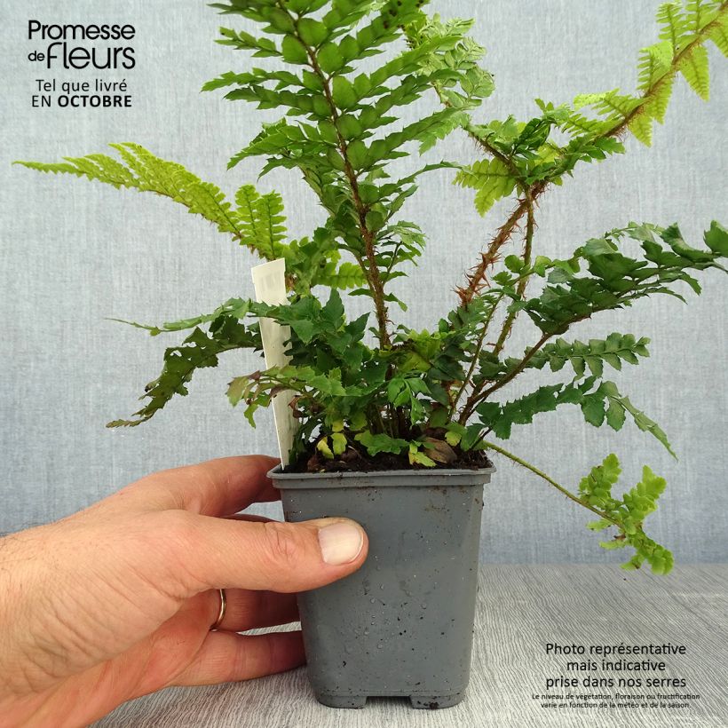 Exemplaar van Polystichum polyblepharum - Glansschildvaren Kweekpotje van 8/9 cm zoals geleverd in de herfst