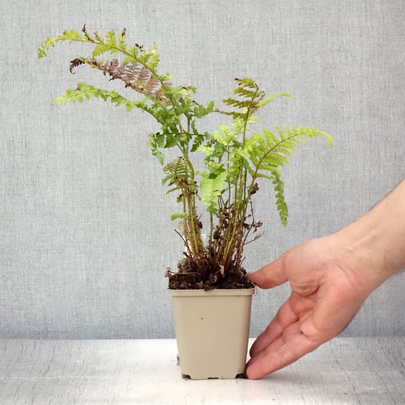 Exemplaar van Polystichum polyblepharum - Glansschildvaren Kweekpotje van 8/9 cm zoals geleverd in de zomer
