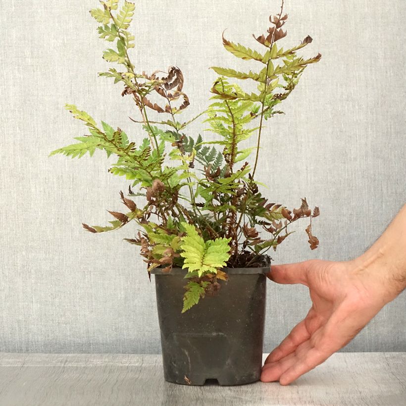 Exemplaar van Polystichum rigens - Schildvaren Pot van 2 l/3 l zoals geleverd in de herfst