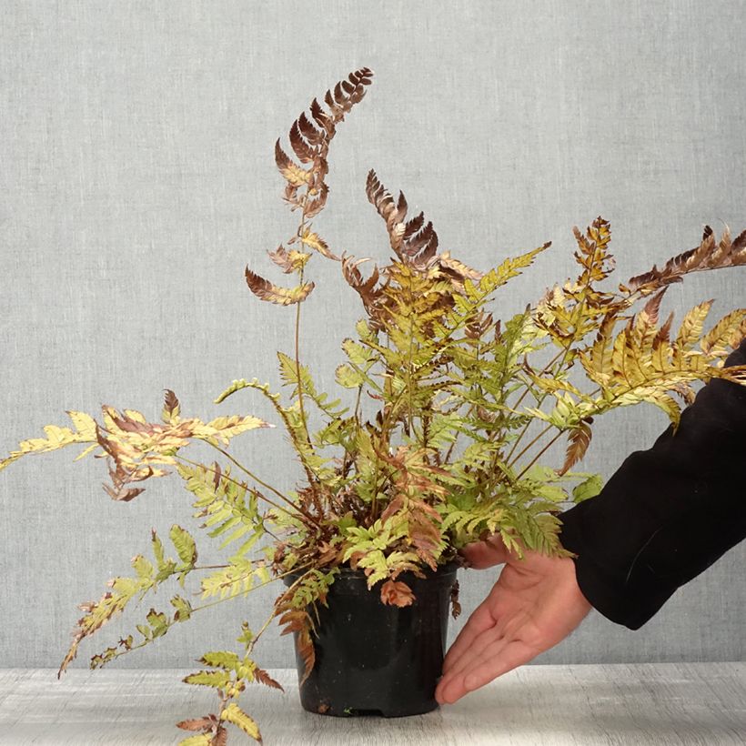 Exemplaar van Polystichum rigens - Schildvaren Pot van 2 l/3 l zoals geleverd in de lente