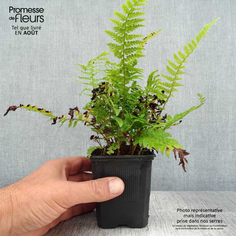 Exemplaar van Polystichum setiferum Densum - Zachte naaldvaren Kweekpotje van 8/9 cm zoals geleverd in de zomer