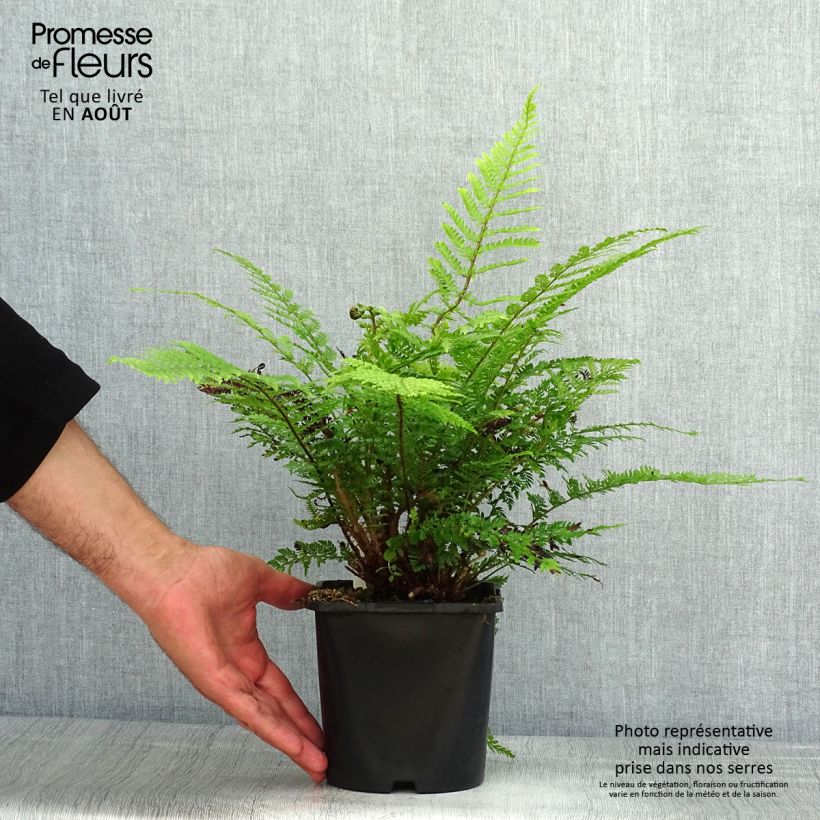 Exemplaar van Polystichum setiferum Herrenhausen - Zachte naaldvaren Pot van 2 l/3 l zoals geleverd in de zomer