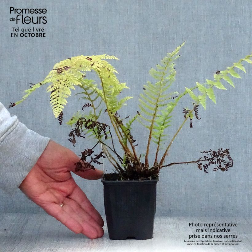 Exemplaar van Polystichum setiferum - Zachte naaldvaren Kweekpotje van 8/9 cm zoals geleverd in de herfst