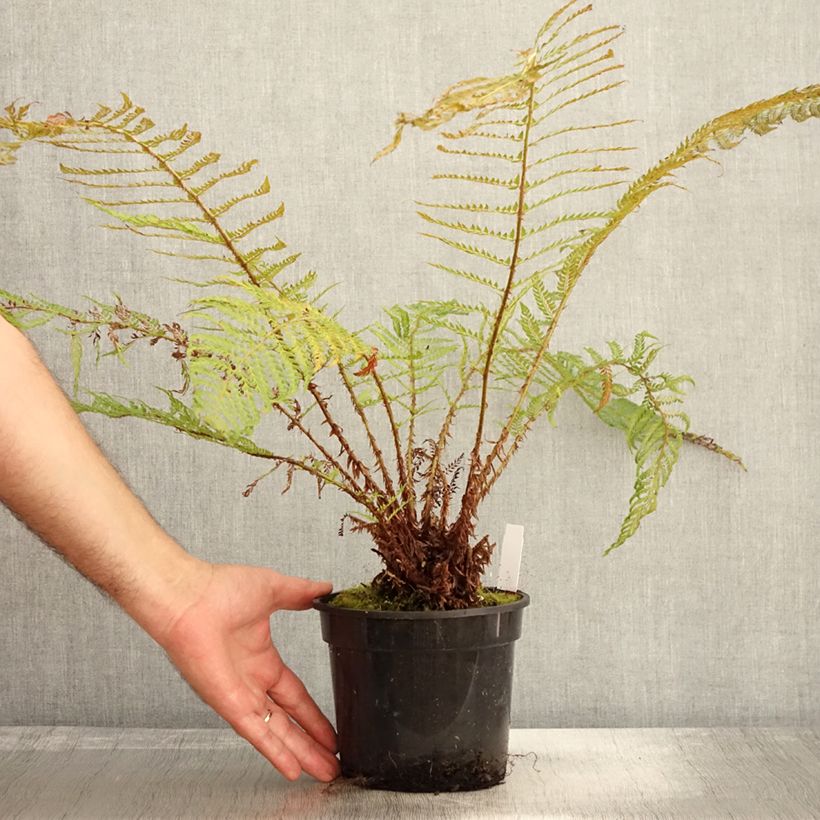 Exemplaar van Polystichum setiferum Plumosum Bevis - Aspidie à cils raides Pot de 2L/3L zoals geleverd in de herfst
