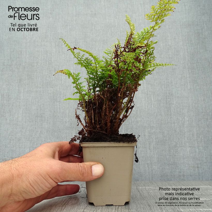 Exemplaar van Polystichum setiferum Plumosum Densum - Zachte naaldvaren Kweekpotje van 8/9 cm zoals geleverd in de herfst