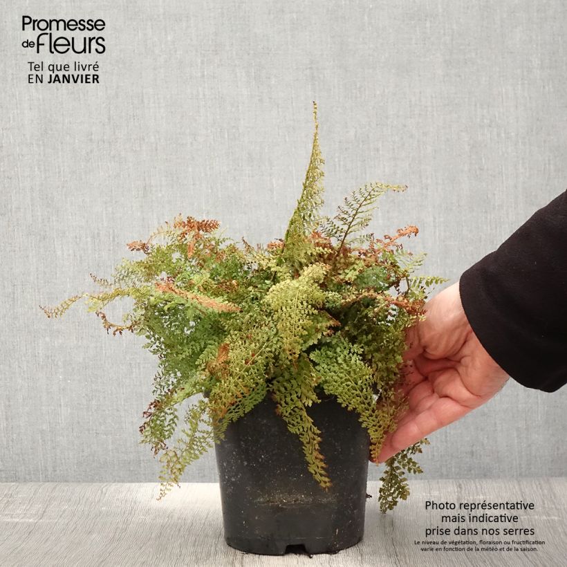 Example of Polystichum setiferum Plumosum Densum - Fougère Pot van 2 l/3 l as you get in hiver