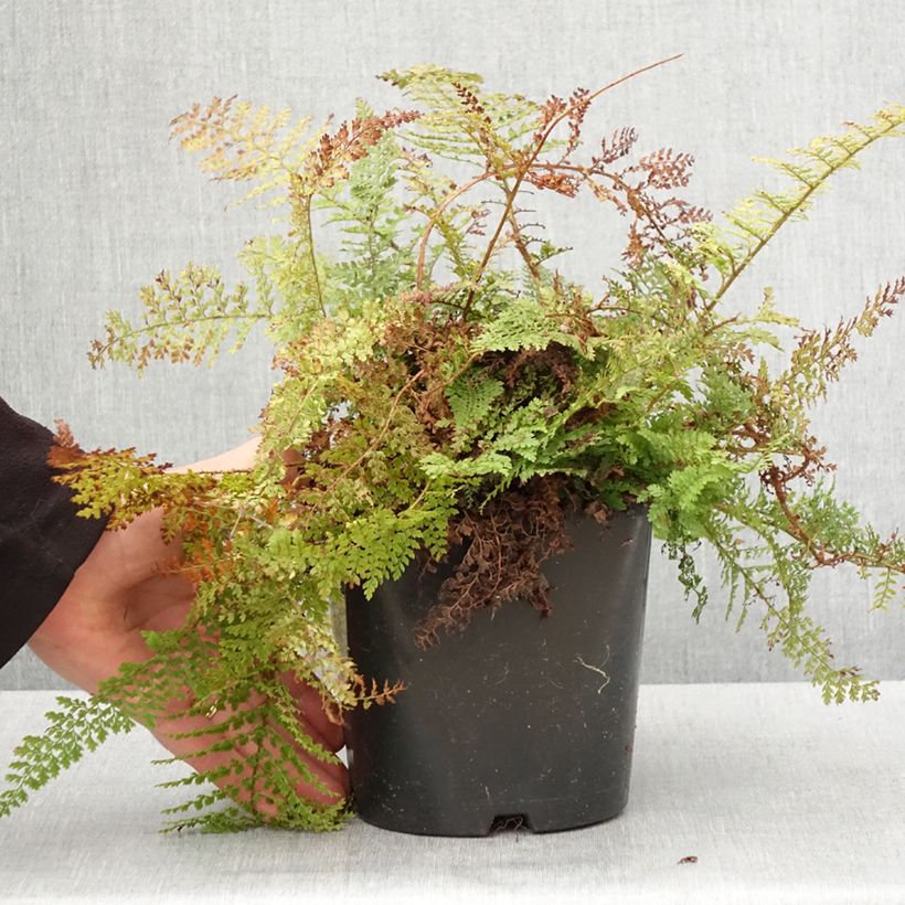 Exemplaar van Polystichum setiferum Plumosum Densum - Zachte naaldvaren Pot van 2 l/3 l zoals geleverd in de lente