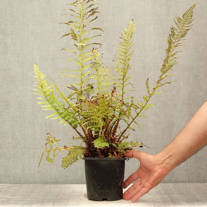 Exemplaar van Polystichum setiferum Proliferum - Zachte naaldvaren Pot van 2 l/3 l zoals geleverd in de zomer