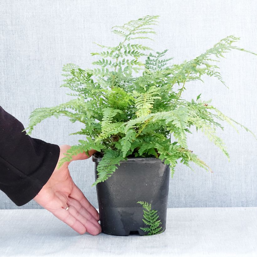 Example of Polystichum setiferum Proliferum - Zachte naaldvaren Pot van 2 l/3 l as you get in hiver