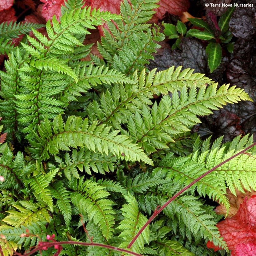 Polystichum Shiny Holy Fern - Glansschildvaren (Plant habit)