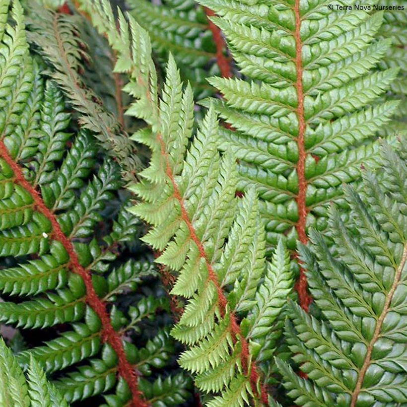 Polystichum Shiny Holy Fern - Glansschildvaren (Foliage)