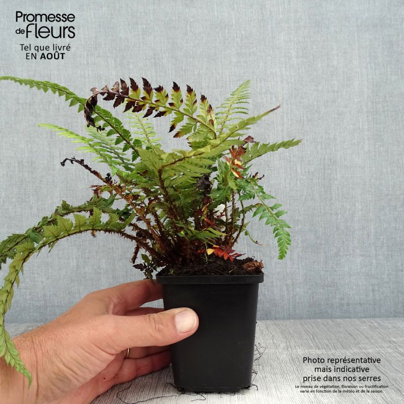 Exemplaar van Polystichum Shiny Holy Fern - Glansschildvaren Kweekpotje van 8/9 cm zoals geleverd in de zomer