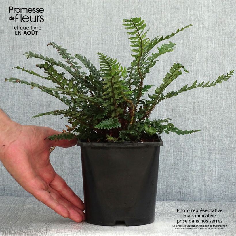 Exemplaar van Polystichum Shiny Holy Fern - Glansschildvaren Pot van 2 l/3 l zoals geleverd in de zomer