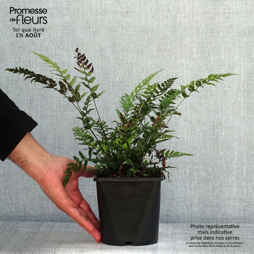 Exemplaar van Polystichum tsus-simense - Smalle naaldvaren Pot van 2 l/3 l zoals geleverd in de zomer