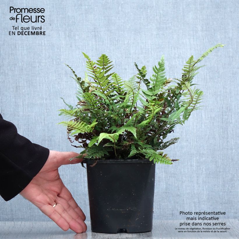 Example of Polystichum tsus-simense - Aspidie, fougère Pot van 2 l/3 l as you get in hiver