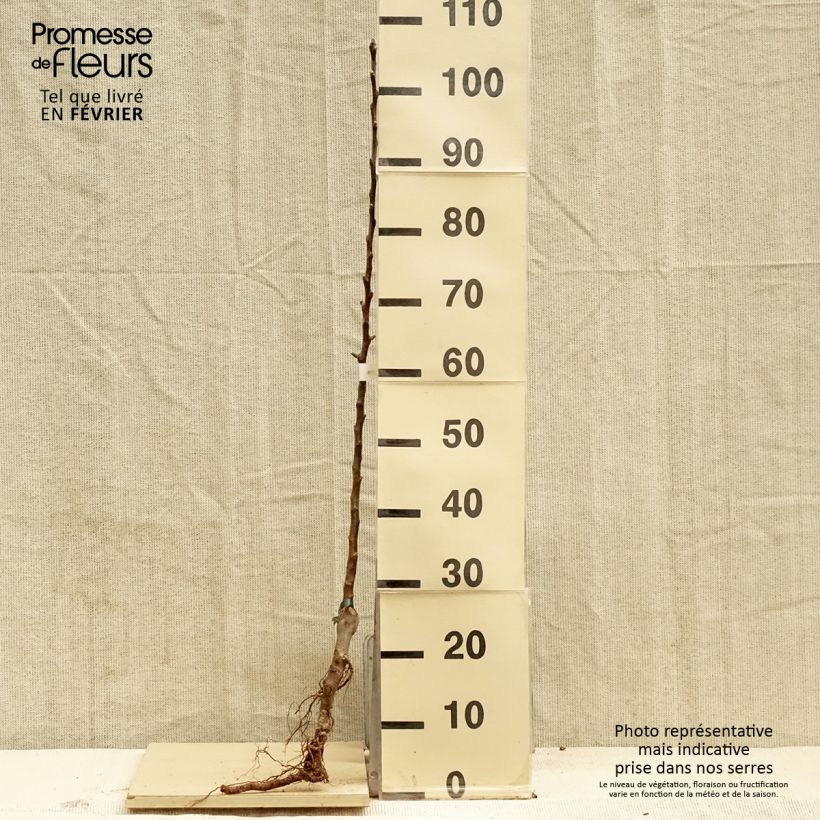 Exemplaar van Ciderappel Marie Ménard Naakte wortel, Onderstam zoals geleverd in de winter