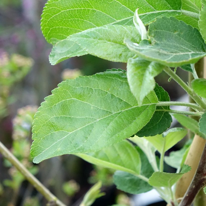 Appelboom Ananas Berżenicki (Blad)