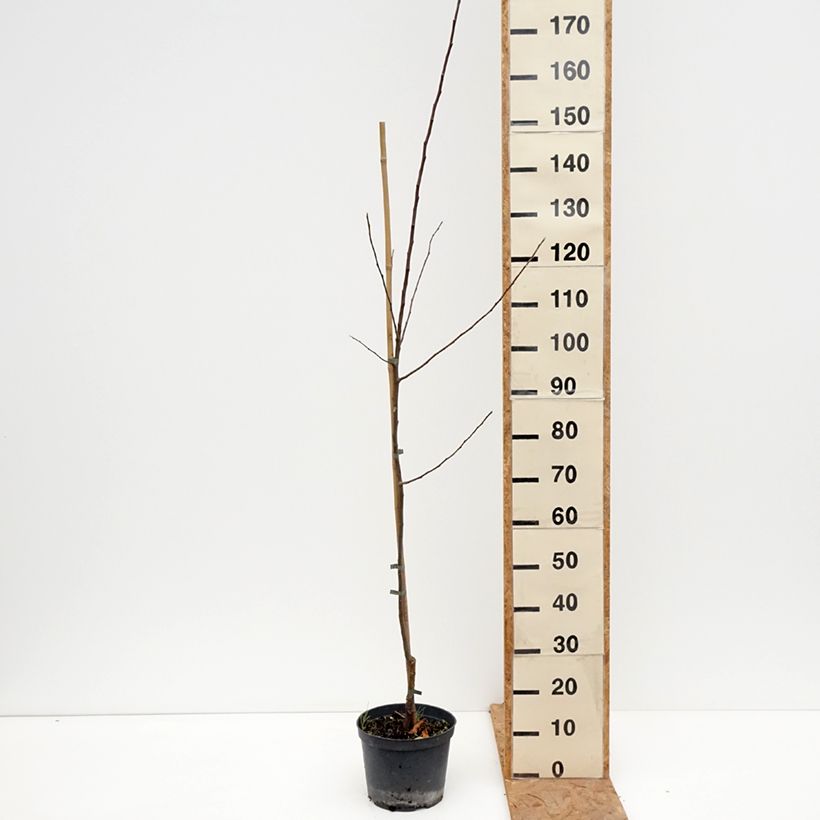Exemplaar van Appelboom Ananas Berżenicki Pot van 4 l/5 l, Onderstam zoals geleverd in de herfst