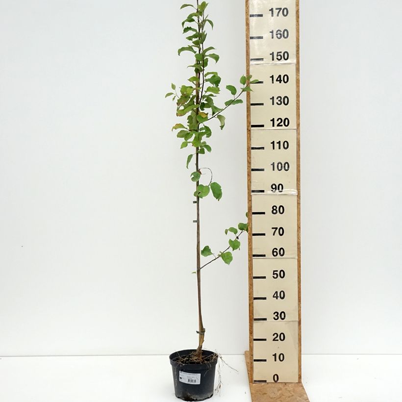 Exemplaar van Appelboom Ananas Berżenicki Pot van 4 l/5 l, Onderstam zoals geleverd in de zomer