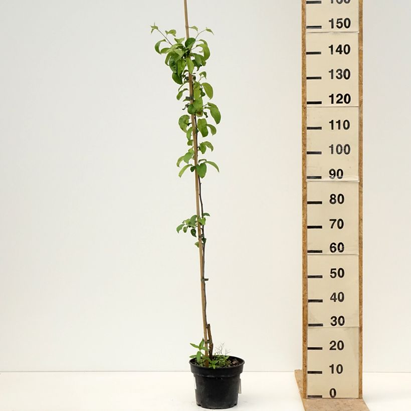 Exemplaar van Appelboom Antonówka Półtorapoundowa Pot van 4 l/5 l, Onderstam zoals geleverd in de lente