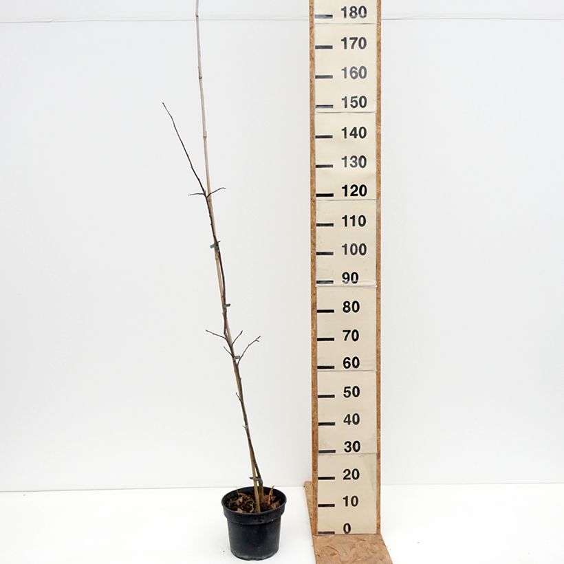 Exemplaar van Appelboom Antonówka Półtorapoundowa Pot van 4 l/5 l, Onderstam zoals geleverd in de herfst