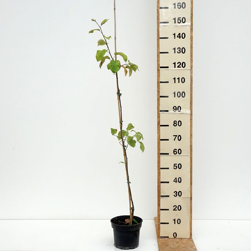 Exemplaar van Appelboom Antonówka Półtorapoundowa Pot van 4 l/5 l, Onderstam zoals geleverd in de zomer