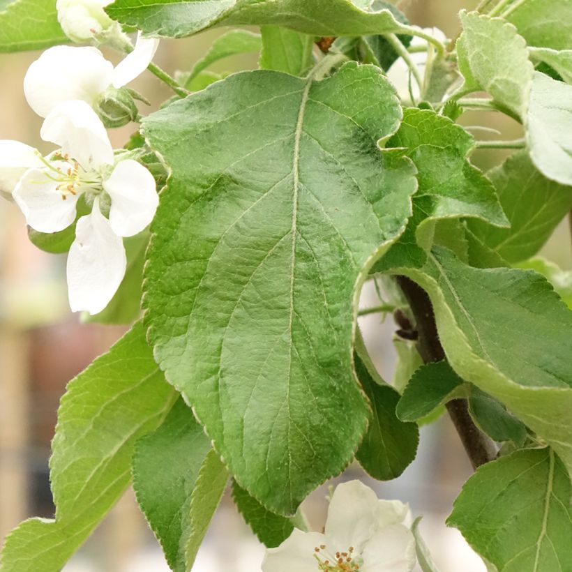 Appelboom Antonówka Zwykła (Blad)