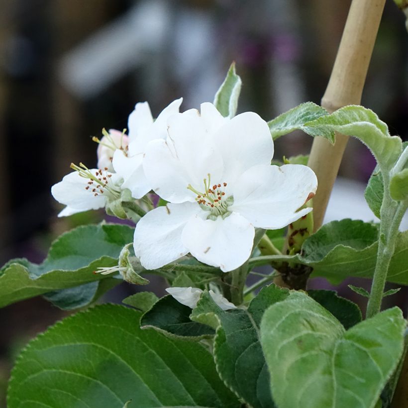 Appelboom Antonówka Zwykła (Bloei)