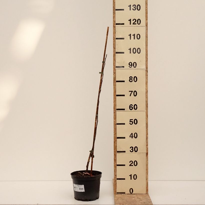 Exemplaar van Pommier Antonówka Zwykła Pot van 4 l/5 l, Onderstam zoals geleverd in de winter