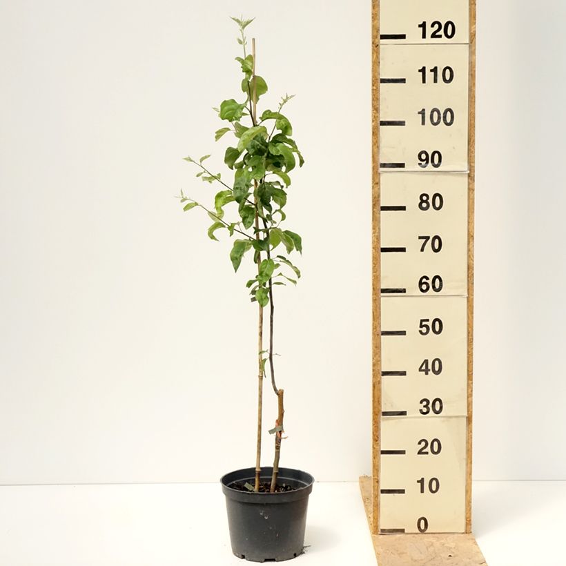 Exemplaar van Appelboom Antonówka Zwykła Pot van 4 l/5 l, Onderstam zoals geleverd in de lente