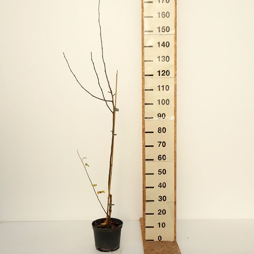 Exemplaar van Appelboom Antonówka Zwykła Pot van 4 l/5 l, Onderstam zoals geleverd in de herfst