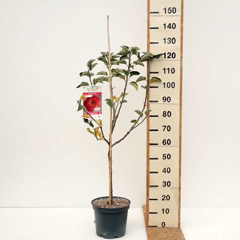 Exemplaar van Appelboom Api Etoilé Pot van 7,5 l/10 l, Kelkvormig zoals geleverd in de herfst