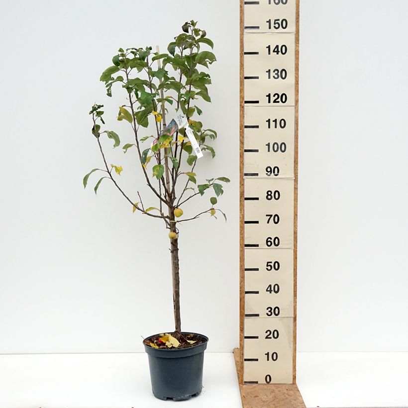 Exemplaar van Appelboom Ariane Pot van 7,5 l/10 l, Kelkvormig zoals geleverd in de herfst