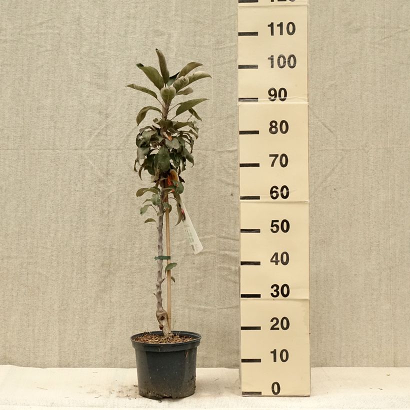 Exemplaar van Malus Ballerina Red Leaf - Appelboom Pot van 4 l/5 l zoals geleverd in de zomer