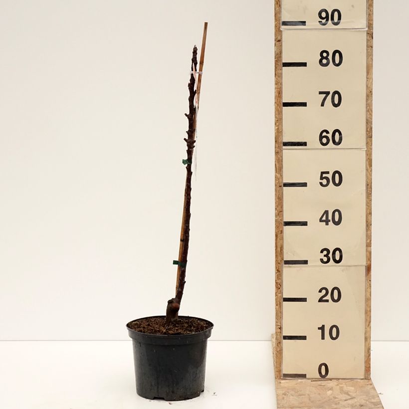 Exemplaar van Malus Ballerina Red Leaf - Appelboom Pot van 4 l/5 l zoals geleverd in de winter