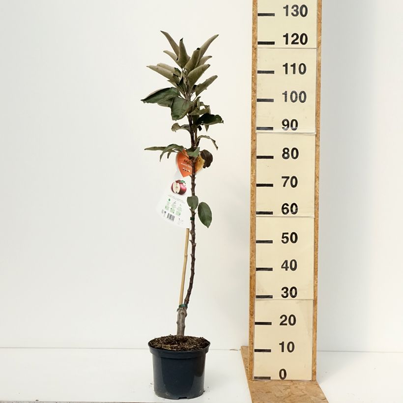Exemplaar van Malus Ballerina Red Leaf - Appelboom Pot van 4 l/5 l zoals geleverd in de herfst