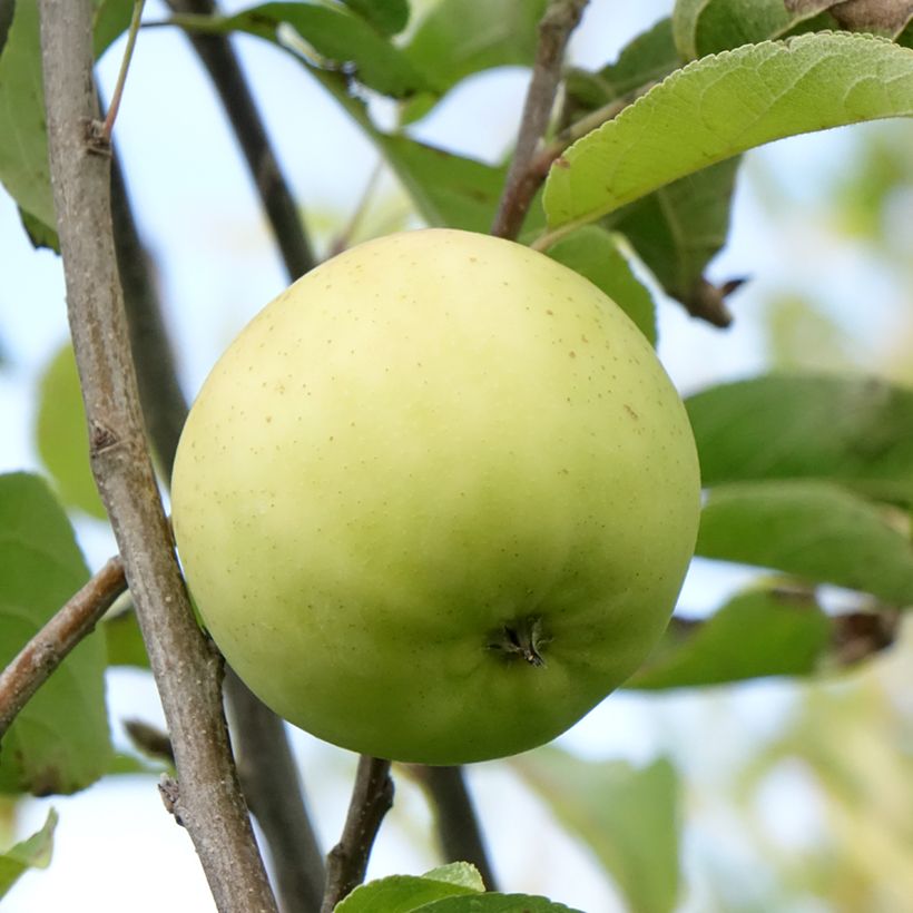 Appelboom Belchard (Oogst)